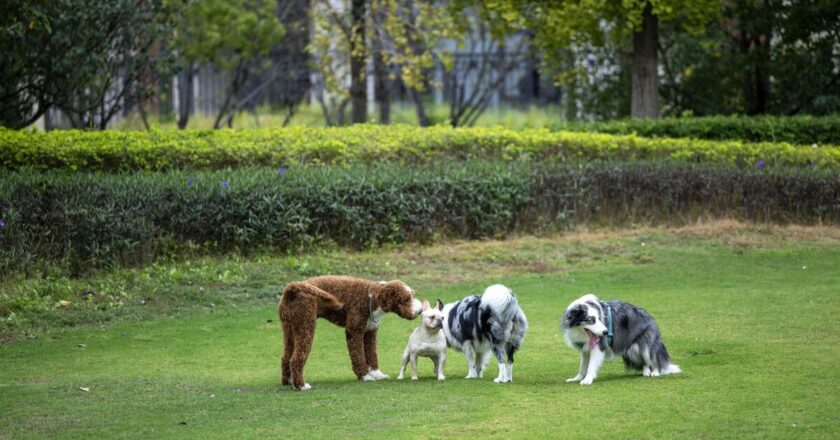 ‘I’m a vet and there’s 1 dog more aggressive than a pitbull’