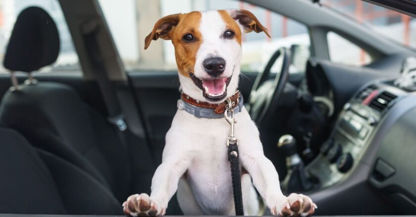 Dogs don’t get car sick when you do key exercise at home