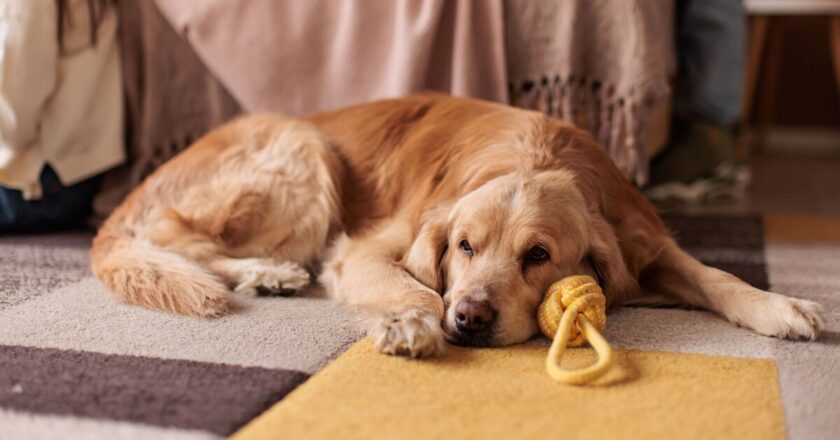 Woman checks on golden retriever and is met with unexpected reaction | Weird | News