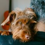 5 types of people who should never own a dog, according to pet experts