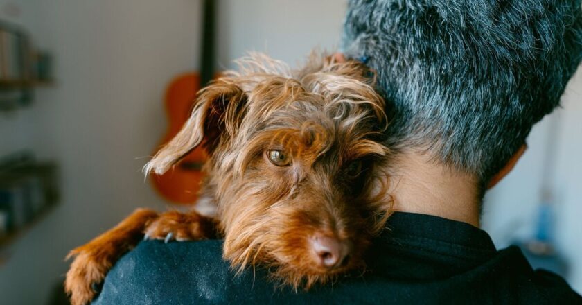 5 types of people who should never own a dog, according to pet experts