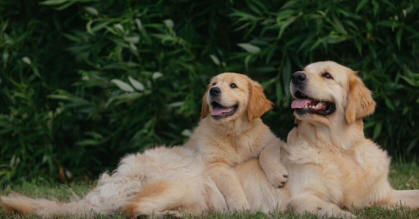 Top 10 ‘memorable’ dog names trending across the UK in 2026