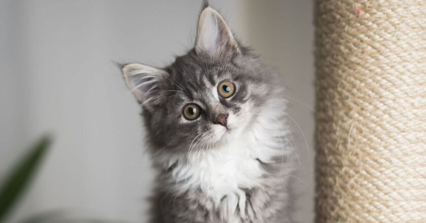 5 &lsquo;best&rsquo; cat breeds for first time owners according to vet