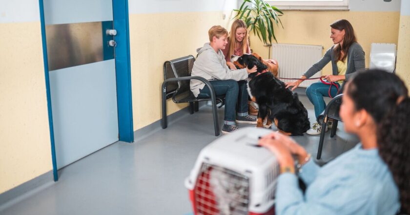 Vet ‘tries to avoid’ treating 1 dog breed because they’re ‘aggressive’ | Weird | News