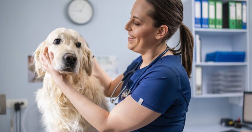 Vet shares the one phrase she hates hearing when pets die