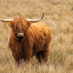 Emergency services warn against highland cow trend | Weird | News