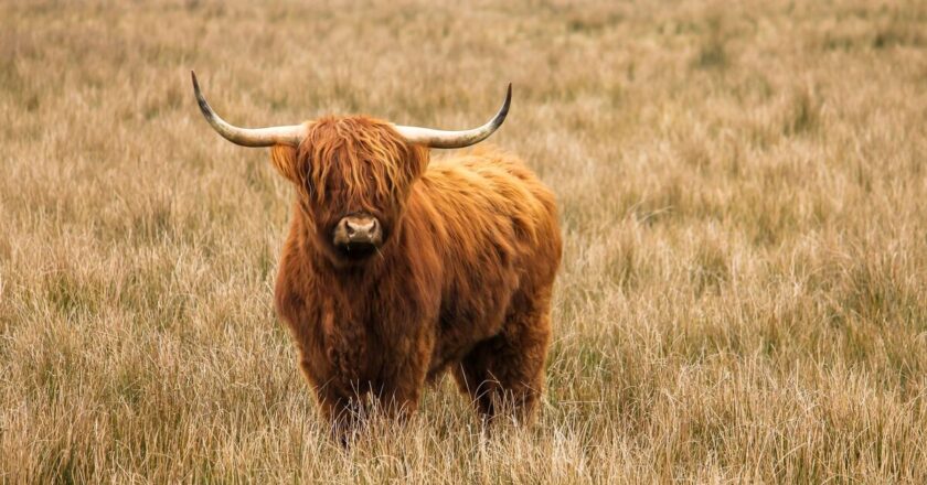Emergency services warn against highland cow trend | Weird | News