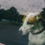 Dog owners urged to take action as Storm Chandra hits UK