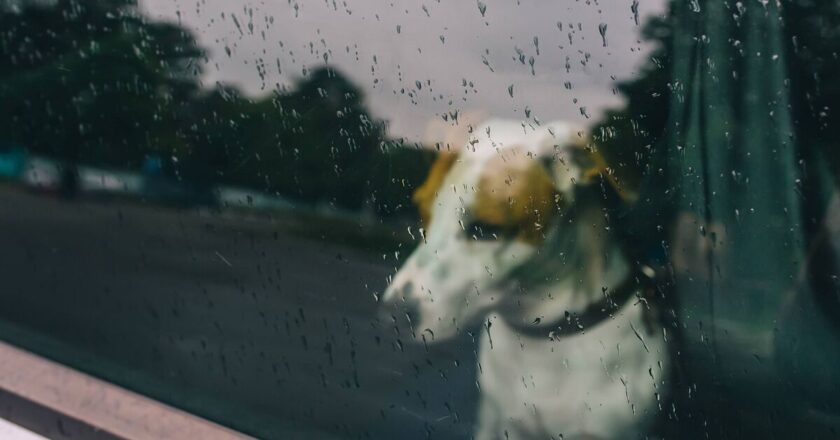 Dog owners urged to take action as Storm Chandra hits UK