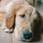 Golden retriever owner floored by pup&rsquo;s size after 6 months