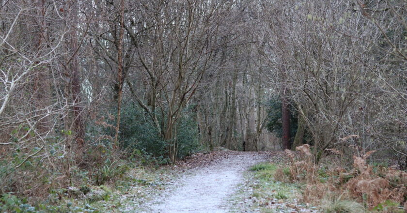 Dad hears strange noise in the woods and is heartbroken over discovery