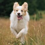 Vet urges pet owners to make 3 simple changes to &lsquo;extend dog&rsquo;s life&rsquo;