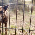 Heartbroken dog who &lsquo;doesn&rsquo;t know owner isn&rsquo;t coming back&rsquo; abandoned