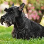 Classic pet names like &lsquo;Whiskers&rsquo; replaced by popular &lsquo;human names&rsquo;