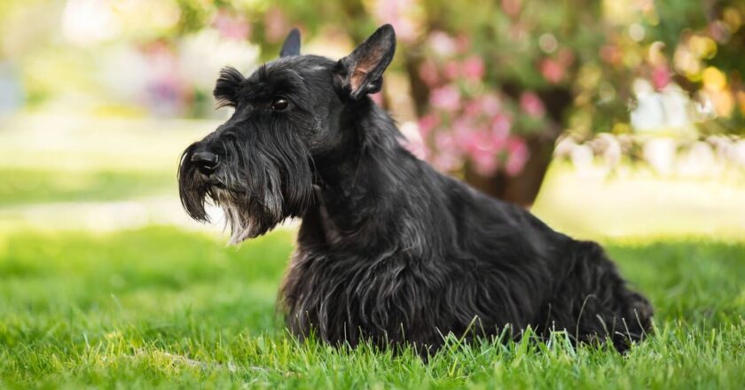 Classic pet names like ‘Whiskers’ replaced by popular ‘human names’