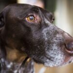 Hunting dog leaves owner floored by reaction to house cat | Weird | News