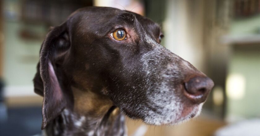 Hunting dog leaves owner floored by reaction to house cat | Weird | News