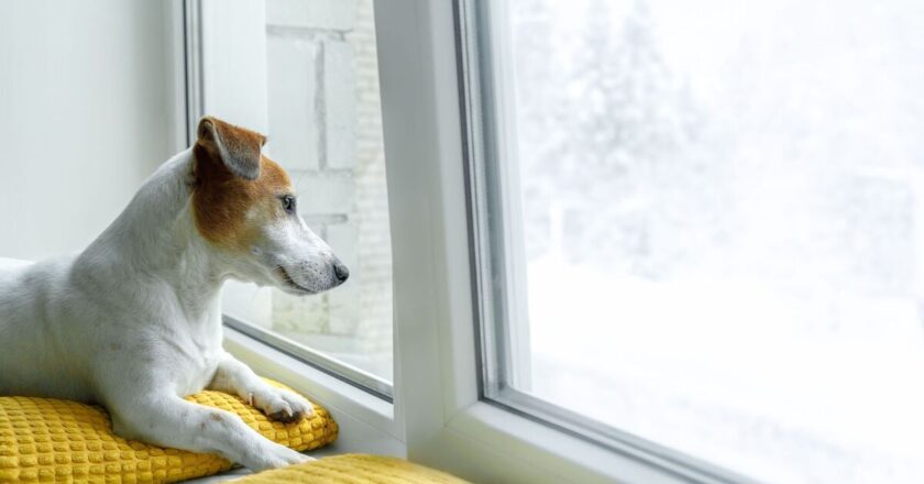 3 warning signs your dog is depressed and what you can do about it