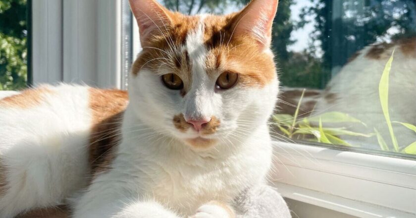 My cat tried the cheapest and most expensive litter for 2 weeks—results