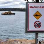 12-year-old boy fighting for life after Sydney Harbor shark attack