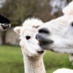 quand le sang des camélidés vient au secours des humains