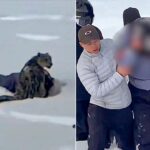 Snow leopard attacks female skier taking photo in China&rsquo;s Fuyun County