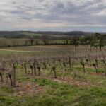 Les vins sans alcool séduisent les producteurs de grands crus