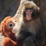 Le cas de Punch, le bébé macaque star des réseaux sociaux, illustre la cruauté des zoos, dénonce l’association PETA