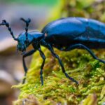 Un coléoptère imite l’odeur d’une fleur pour piéger des abeilles