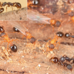 ces reines qui se passent de mâles et d’ouvrières