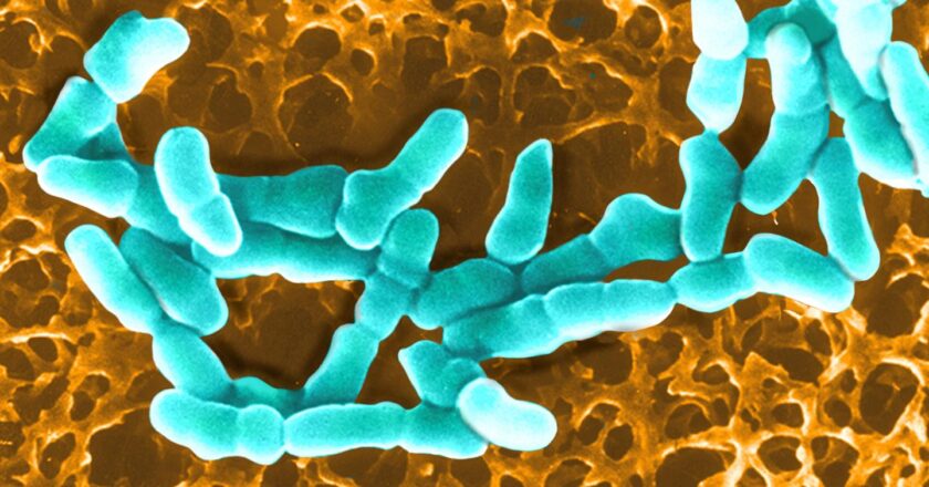 le rôle majeur des nutriments dans l’équilibre de la flore