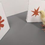 L’effet bouba-kiki, où comment nous associons spontanément des formes et des sons