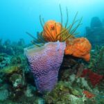 L’effondrement des récifs coralliens en mer des Caraïbes, victimes du changement climatique