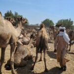 Le Tchad veut mieux rentabiliser son immense cheptel de dromadaires