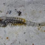 Un gisement exceptionnel de fossiles vieux de 512 millions d’années découvert en Chine