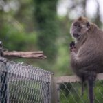 un projet de centre d’élevage de primates du CNRS fait débat