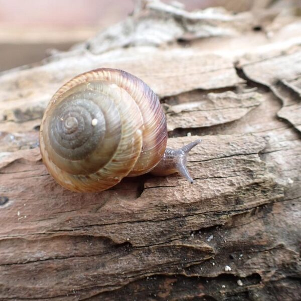 Un petit escargot terrestre des Bermudes officiellement sauvé, après avoir frôlé l’extinction
