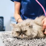 &lsquo;I&rsquo;m a vet and there are five cat breeds that I would never own&rsquo;