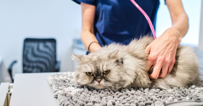 &lsquo;I&rsquo;m a vet and there are five cat breeds that I would never own&rsquo;