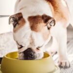 Dog health alert given as owners warned &lsquo;don&rsquo;t ignore it&rsquo;