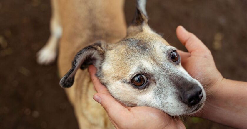 Poor dog left in stranger&rsquo;s garden with heartbreaking note from owner