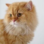 Vet shares 5 things she urges all cat owners to avoid with their pet