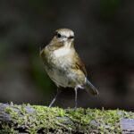 Mega rare bird sighting in UK — looks like a ‘painted’ robin