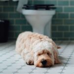 Dogs have &lsquo;adorable&rsquo; habit when their owners go to the toilet