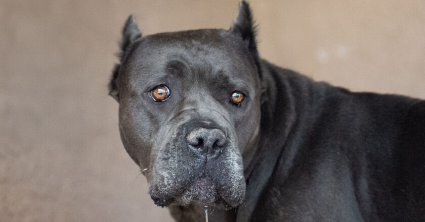 Owner says dog is acting &lsquo;weirdly&rsquo; then vet drops bombshell