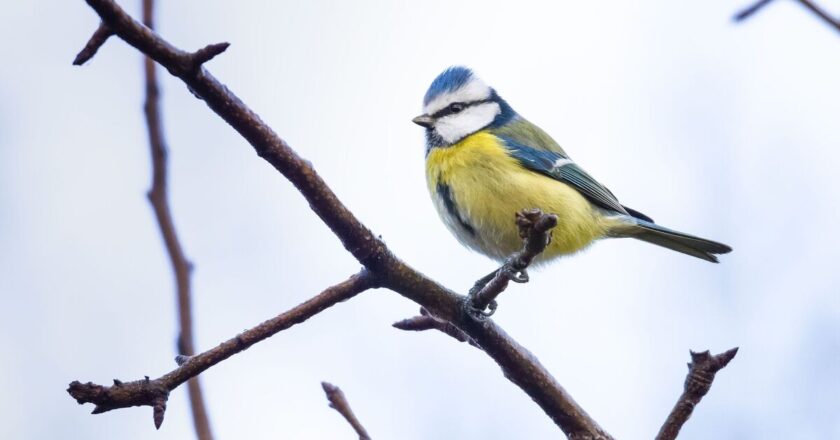 People who feed birds could face £2,500 fine