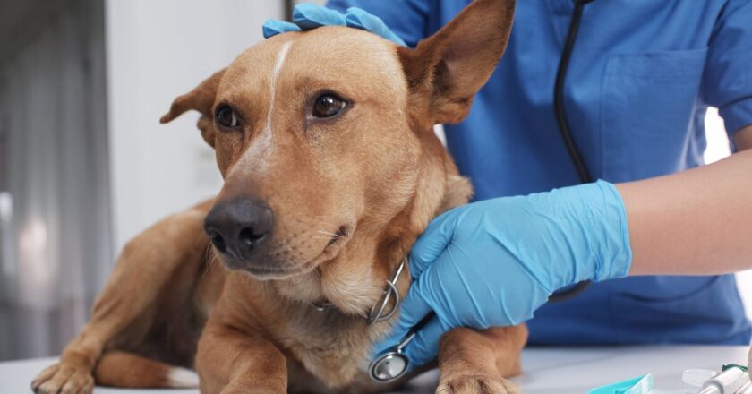 Vet alert over traits in dogs that instantly show they&rsquo;re &lsquo;unhealthy&rsquo;