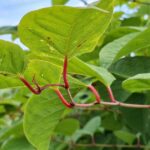 These 4 invasive plants could see you slapped with hefty fines