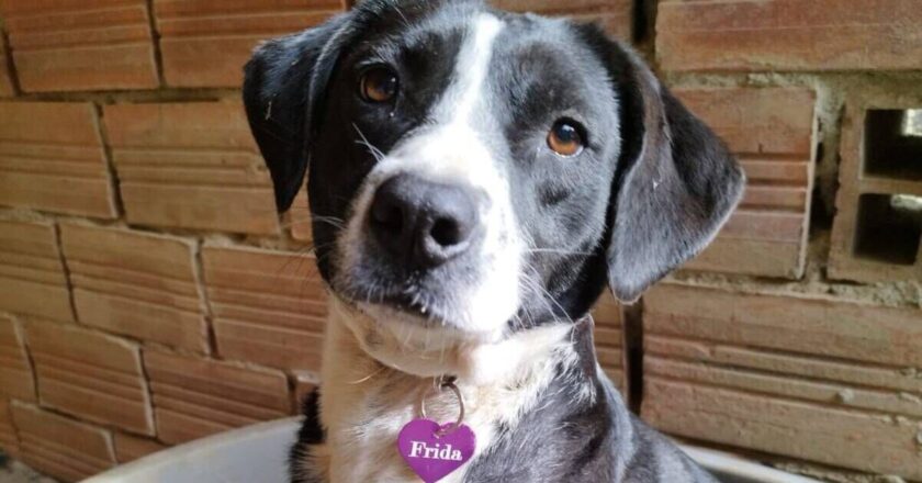 Dog is left forgotten in kennels for 3 years for sad reason