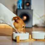 &lsquo;I&rsquo;m a vet and the Japanese diet could help your dog live longer&rsquo;